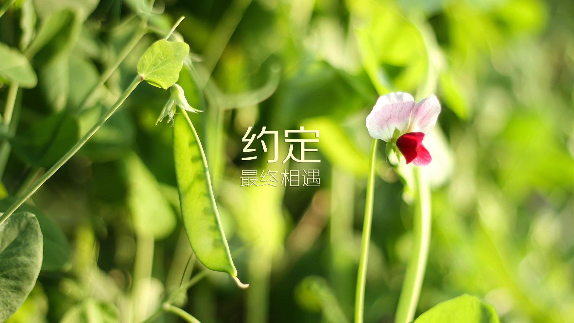 日常使用的有线传输媒体是（有线传输介质有哪三种）